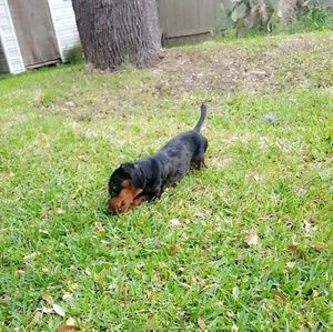 Meet your Posher, Ronnie